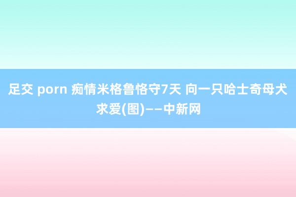 足交 porn 痴情米格鲁恪守7天 向一只哈士奇母犬求爱(图)——中新网